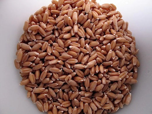 Msc WHOLE WHEAT 500GM